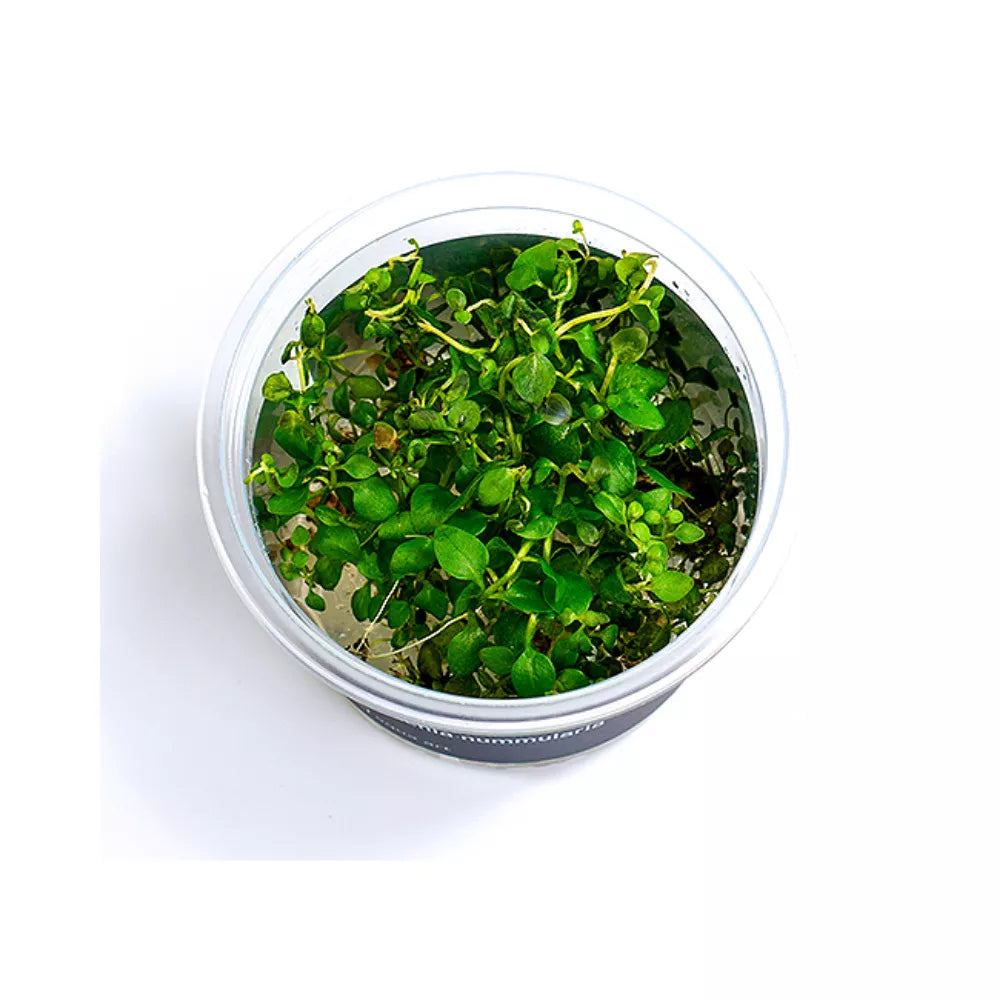 Akvariumo augalas Lysimachia nummularia