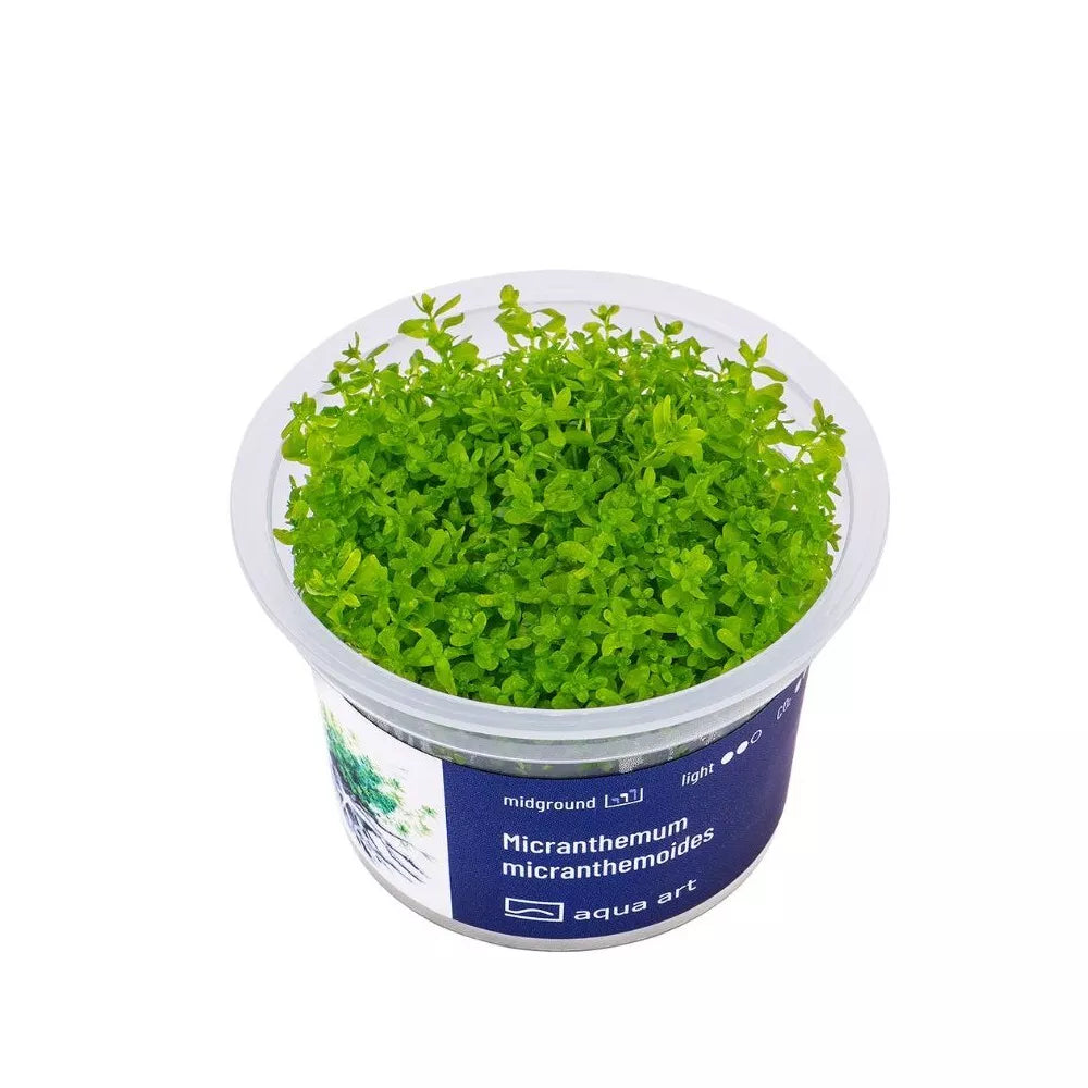 Akvariumo augalas Micranthemum micranthemoides
