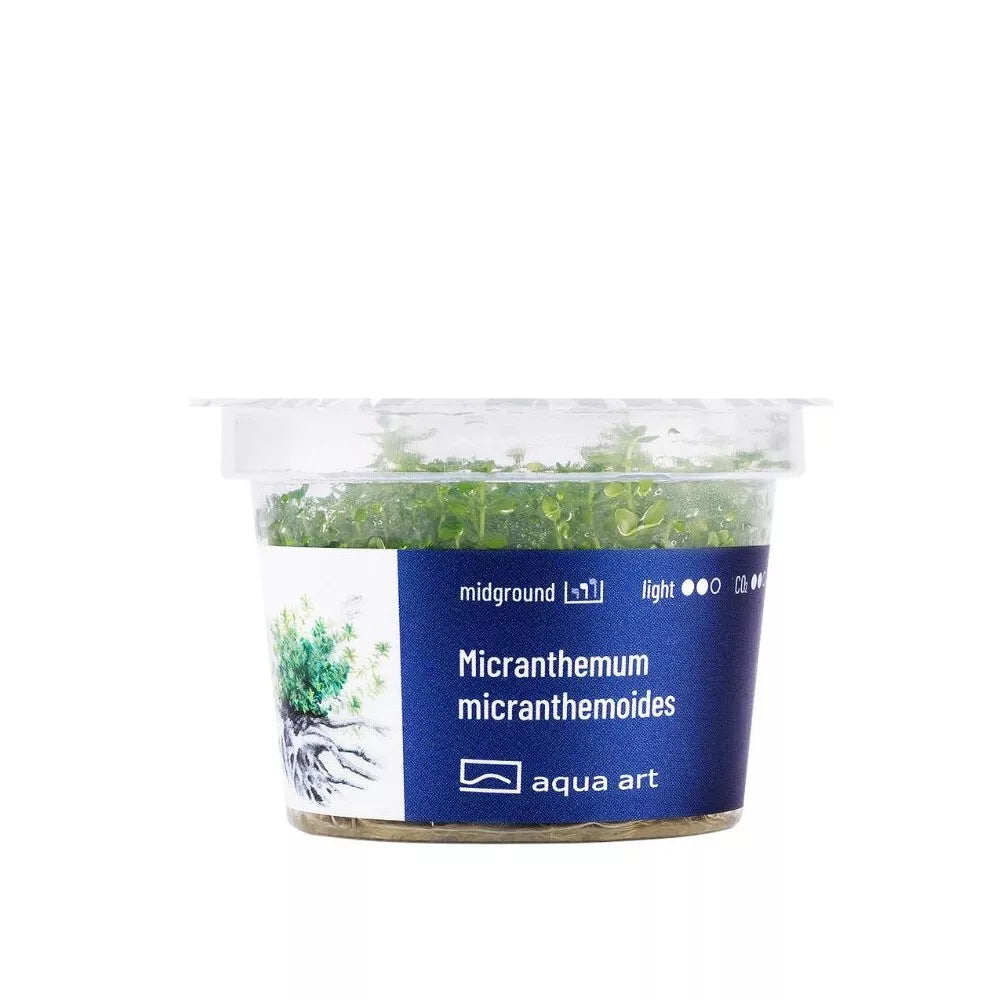Akvariumo augalas Micranthemum micranthemoides