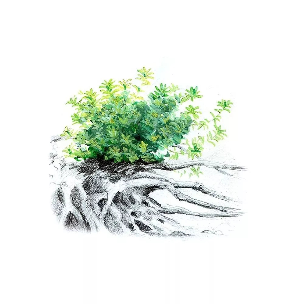 Akvariumo augalas Micranthemum micranthemoides