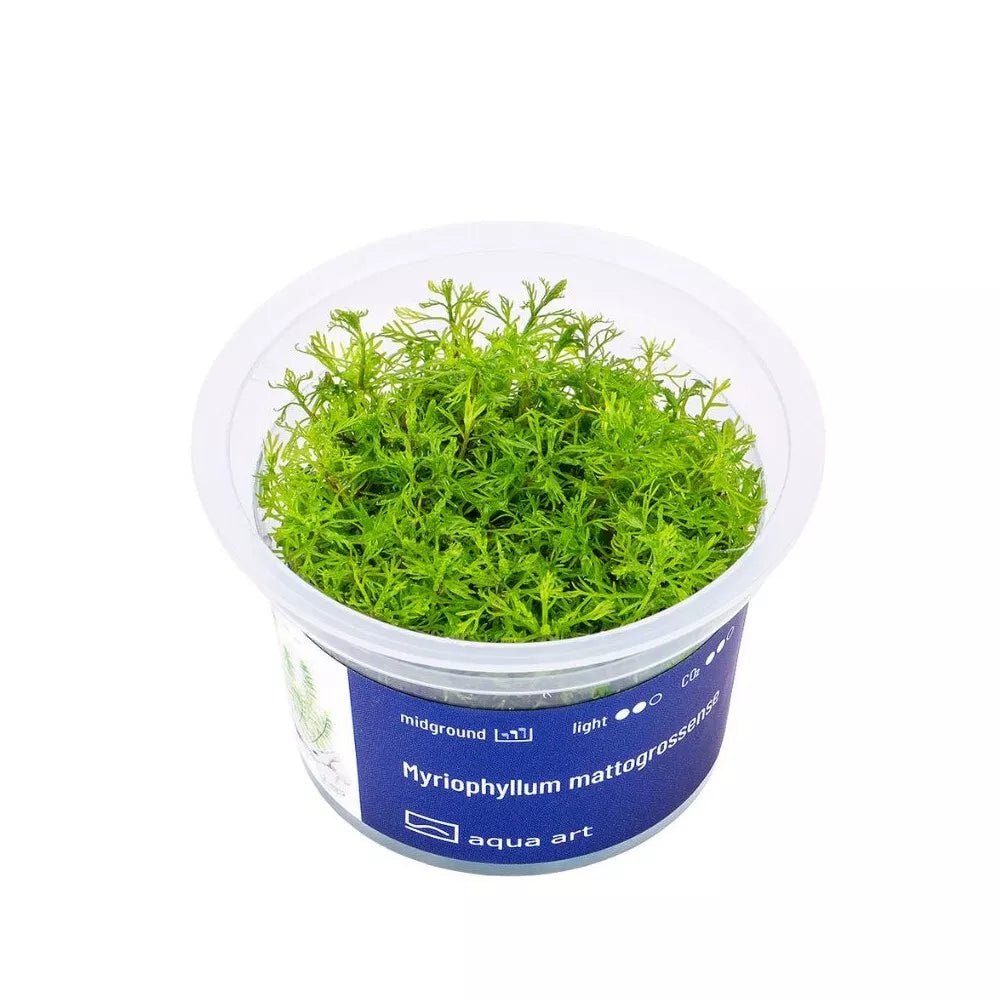 Akvariumo augalas Myriophyllum mattogrossense