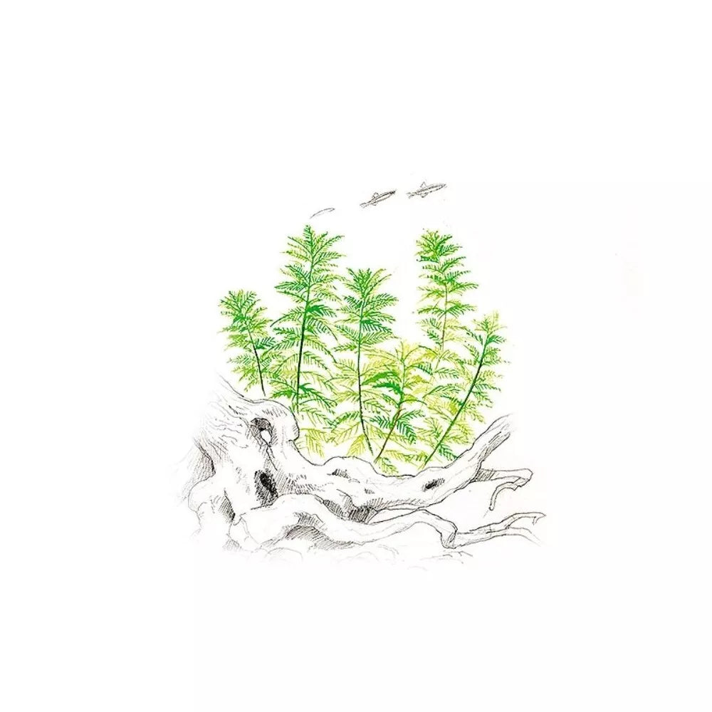 Akvariumo augalas Myriophyllum mattogrossense