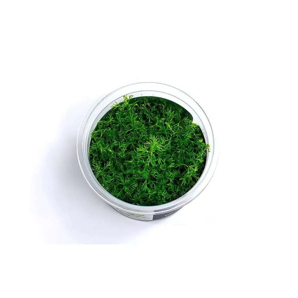 Akvariumo augalas Myriophyllum mattogrossense