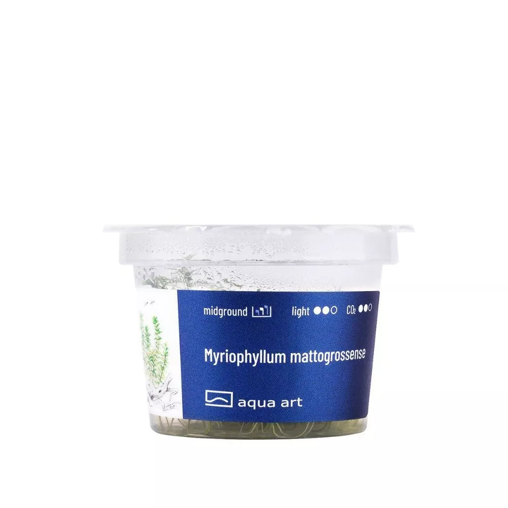 Akvariumo augalas Myriophyllum mattogrossense