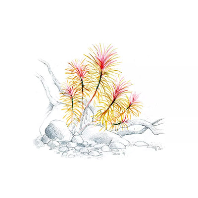 Akvariumo augalas Pogostemon stellatus