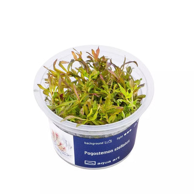 Akvariumo augalas Pogostemon stellatus