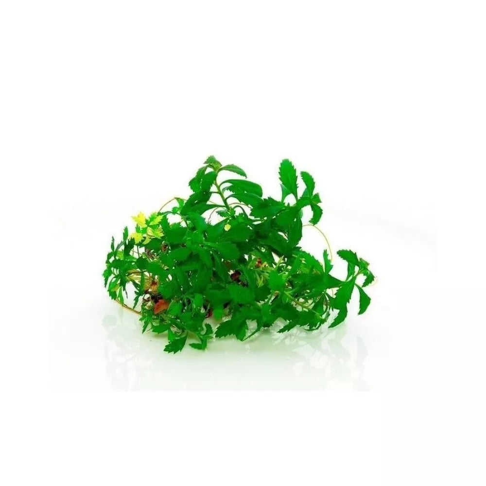 Akvariumo augalas Proserpinaca palustris