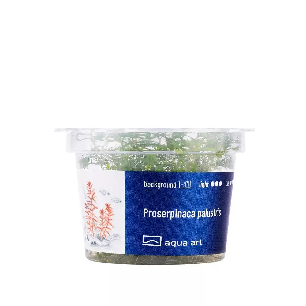 Akvariumo augalas Proserpinaca palustris