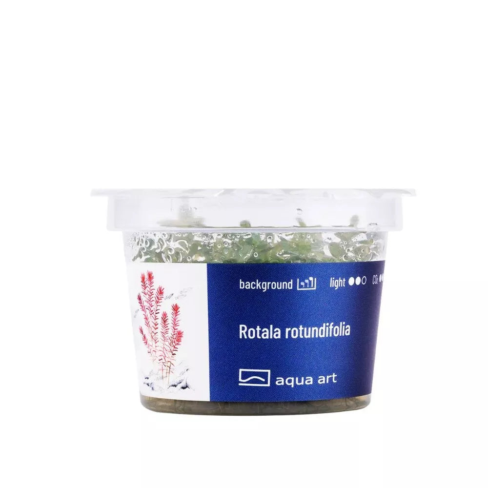 Akvariumo augalas Rotala rotundifolia