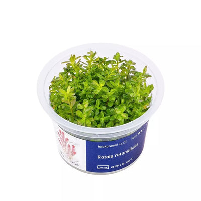Akvariumo augalas Rotala rotundifolia