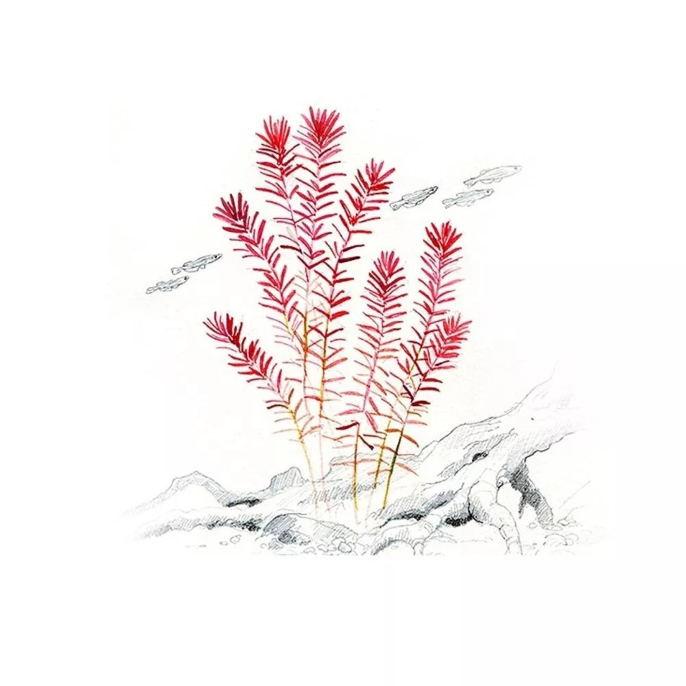 Akvariumo augalas Rotala rotundifolia