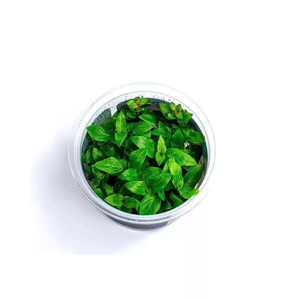 Akvariumo augalas Staurygone repens