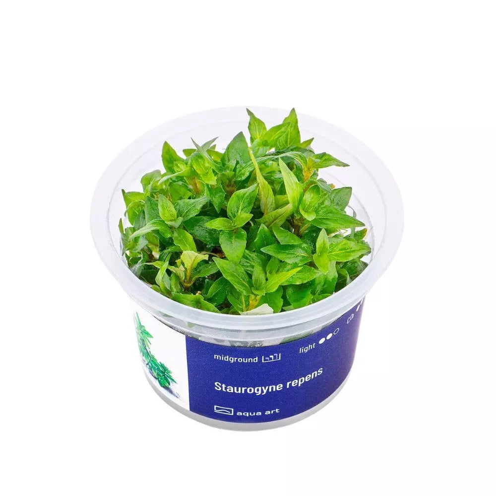 Akvariumo augalas Staurygone repens