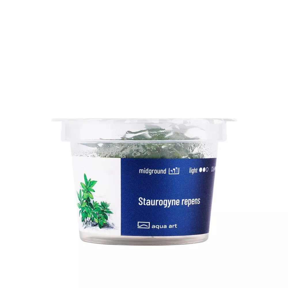 Akvariumo augalas Staurygone repens