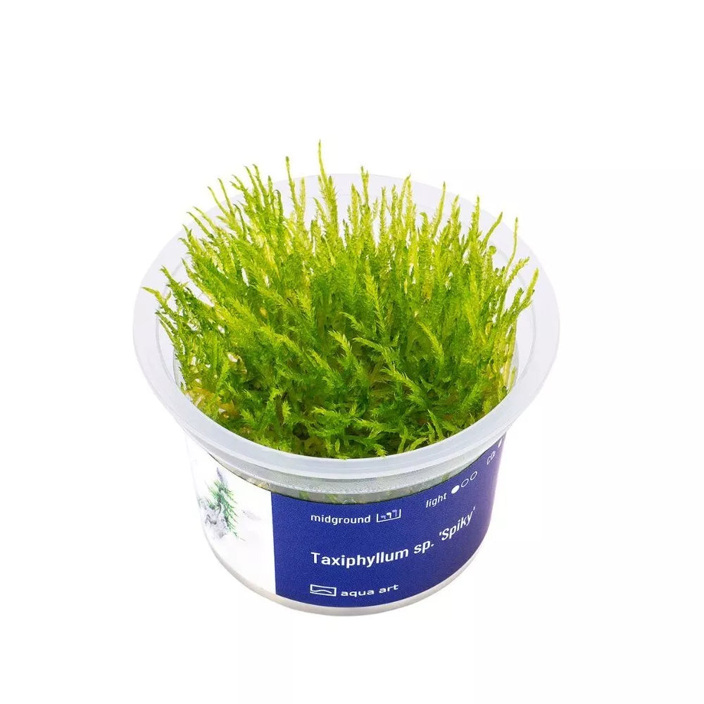 Akvariumo augalas Taxiphyllum sp. Spiky