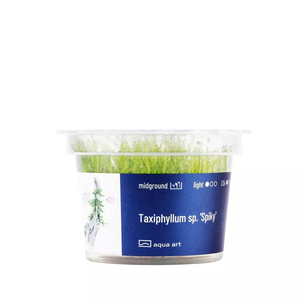 Akvariumo augalas Taxiphyllum sp. Spiky