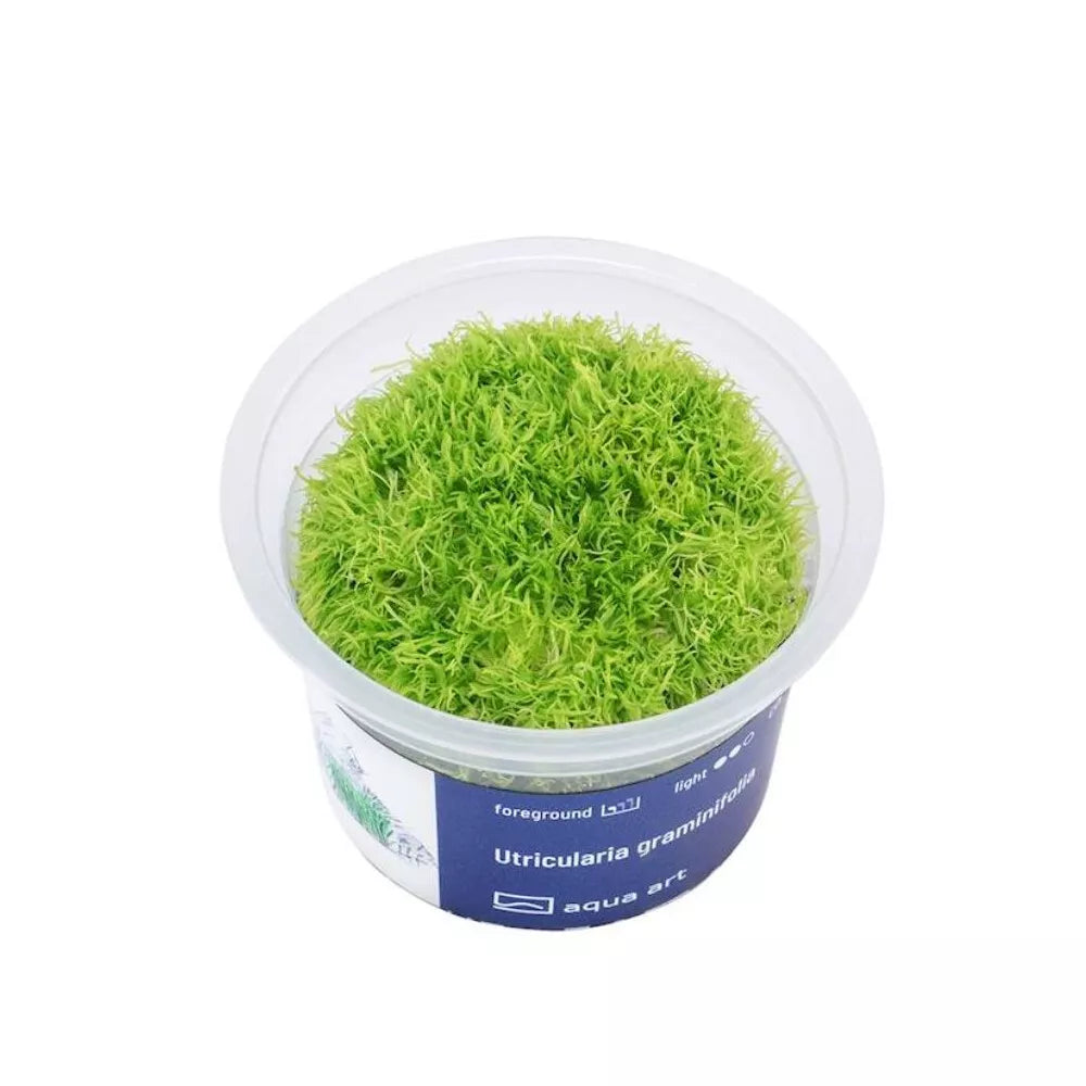 Akvariumo augalas Utricularia graminifolia