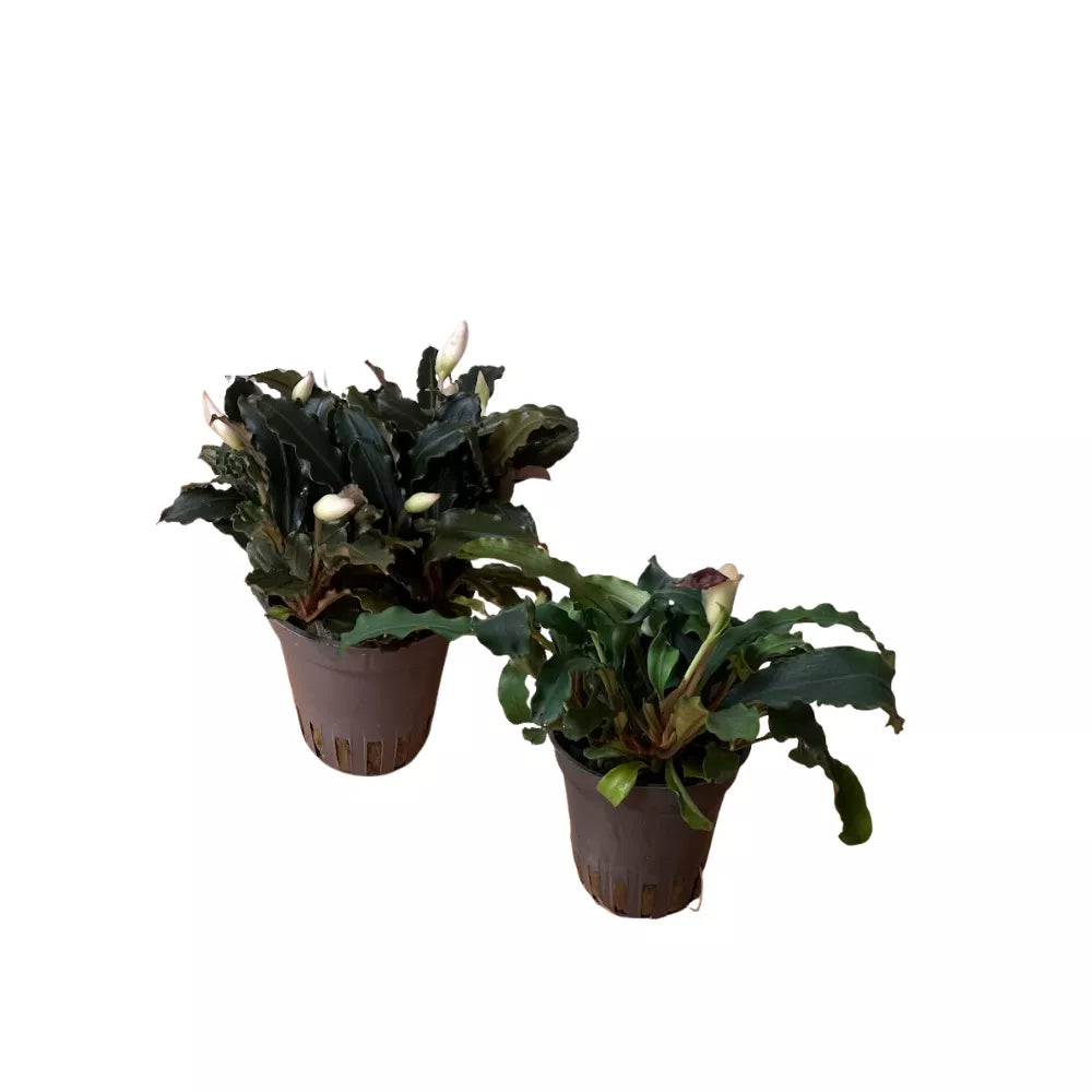 Akvariumo augalas Bucephalandra