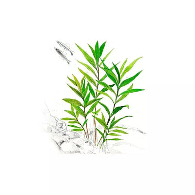 Akvariumo augalas Hygrophila corymbosa Thailand