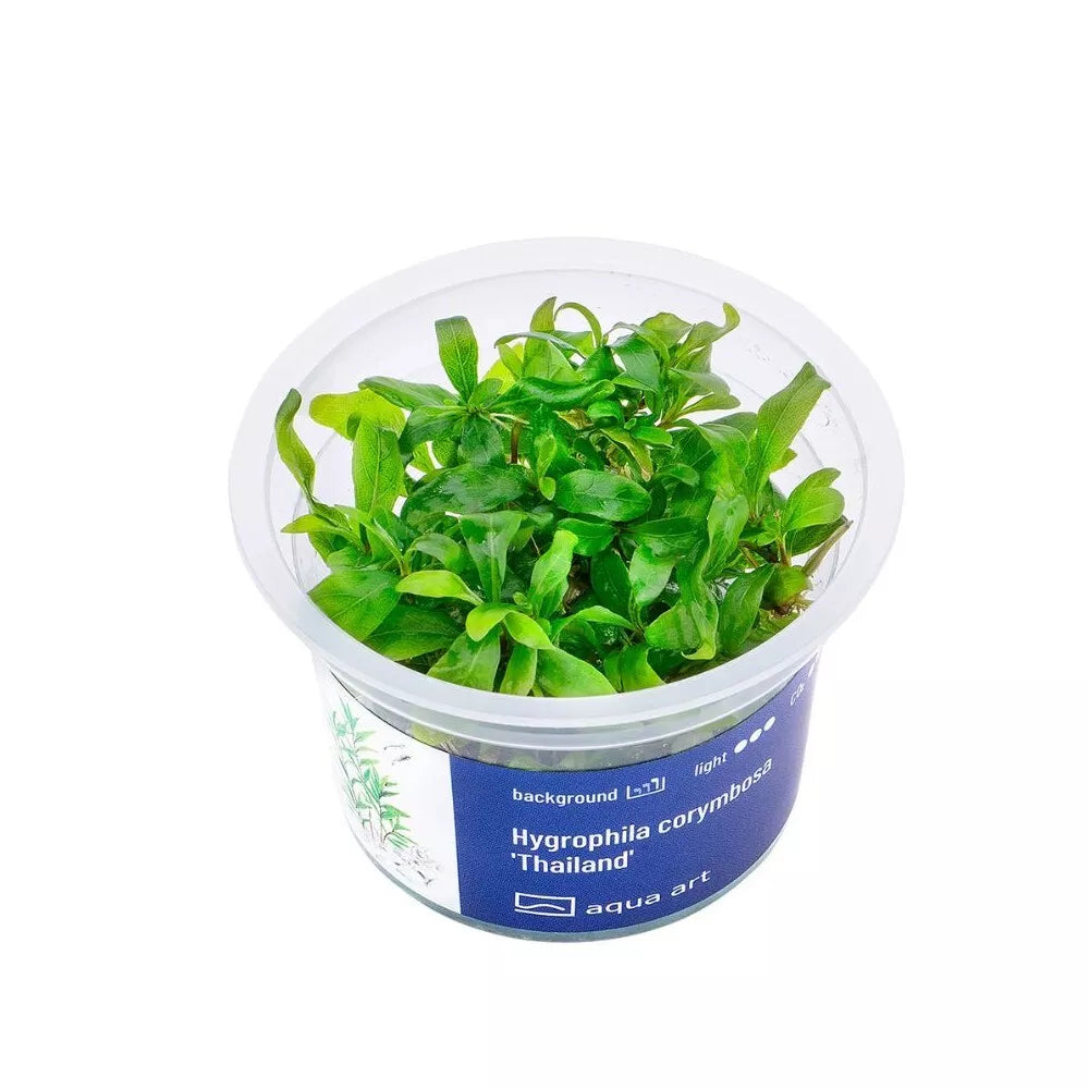 Akvariumo augalas Hygrophila corymbosa Thailand