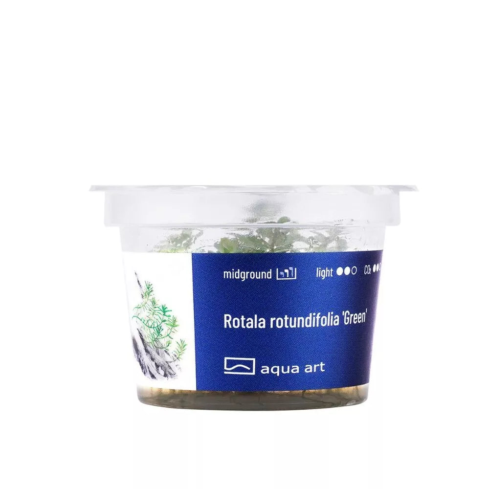 Akvariumo augalas Rotala rotundifolia Green