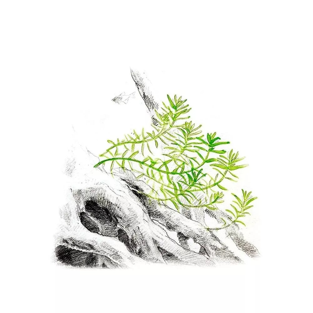 Akvariumo augalas Rotala rotundifolia Green