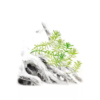 Akvariumo augalas Rotala rotundifolia Green