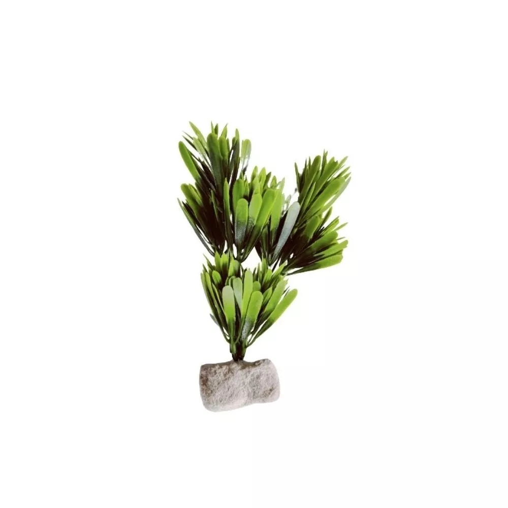 Augalas ant akmenuko L