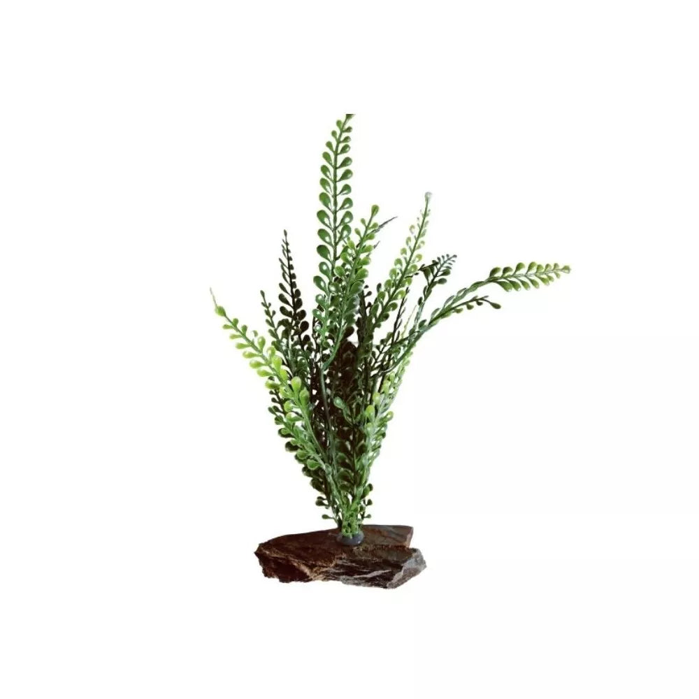 Augalas ant akmenuko L