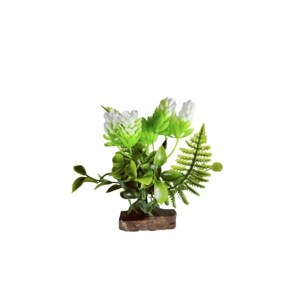 Augalas ant akmenuko L