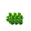Augalas dirbtinis 14 cm