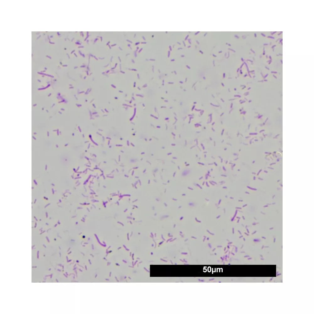 Denitrol gerosios bakterijos 100 ml