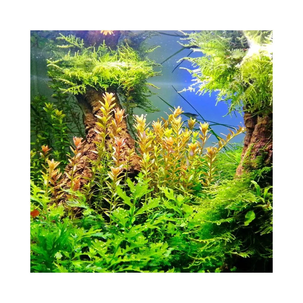 Ferropol skystos trąšos augalams 250 ml