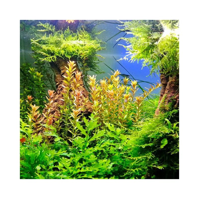 Ferropol skystos trąšos augalams 250 ml