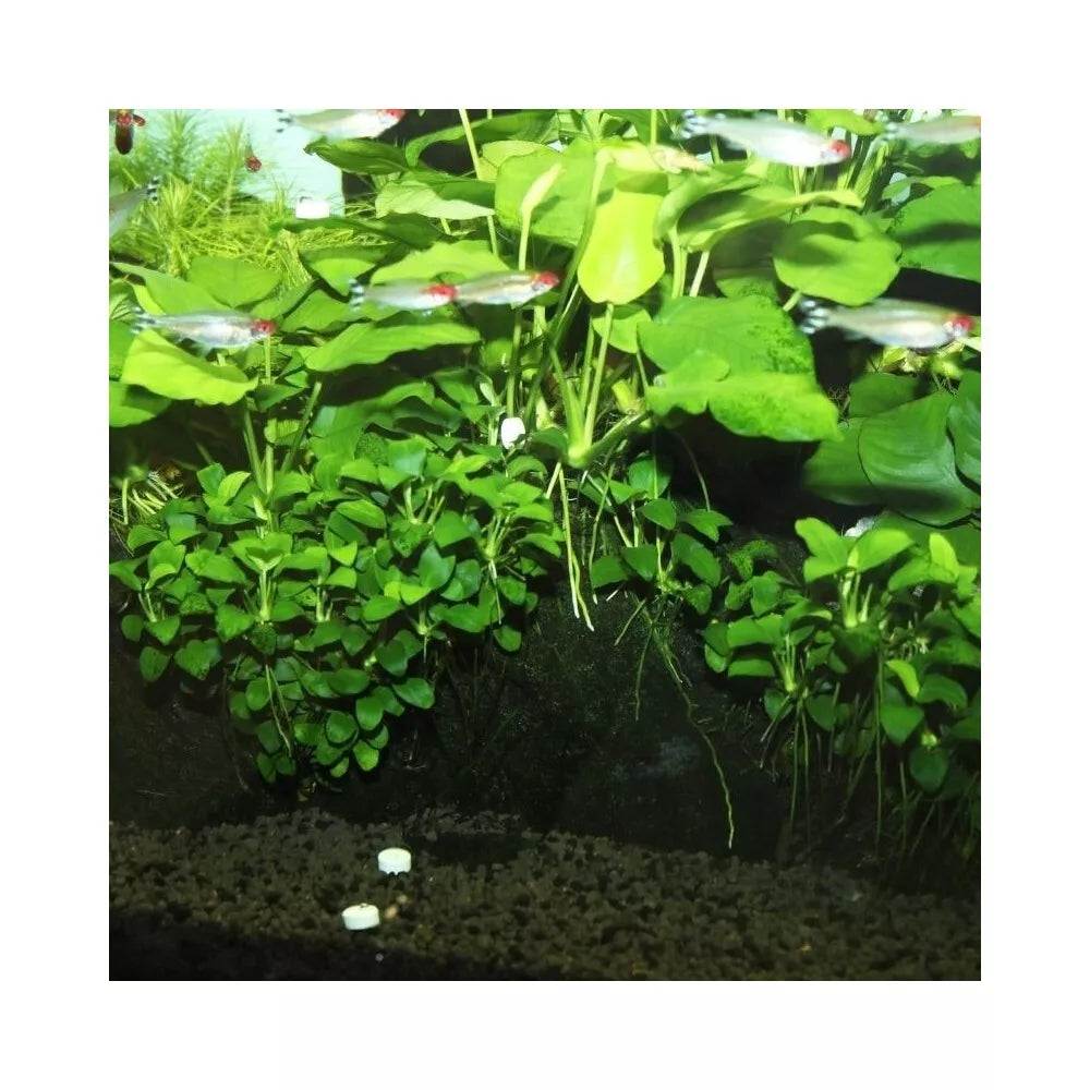 JBL Ferropol Tabs trąšos augalams 30 tabl.