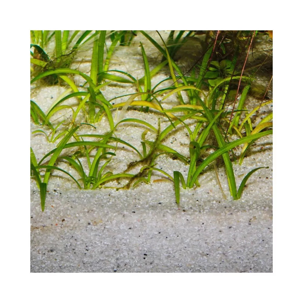 JBL gruntas Sansibar River 10 kg (0,8 mm)