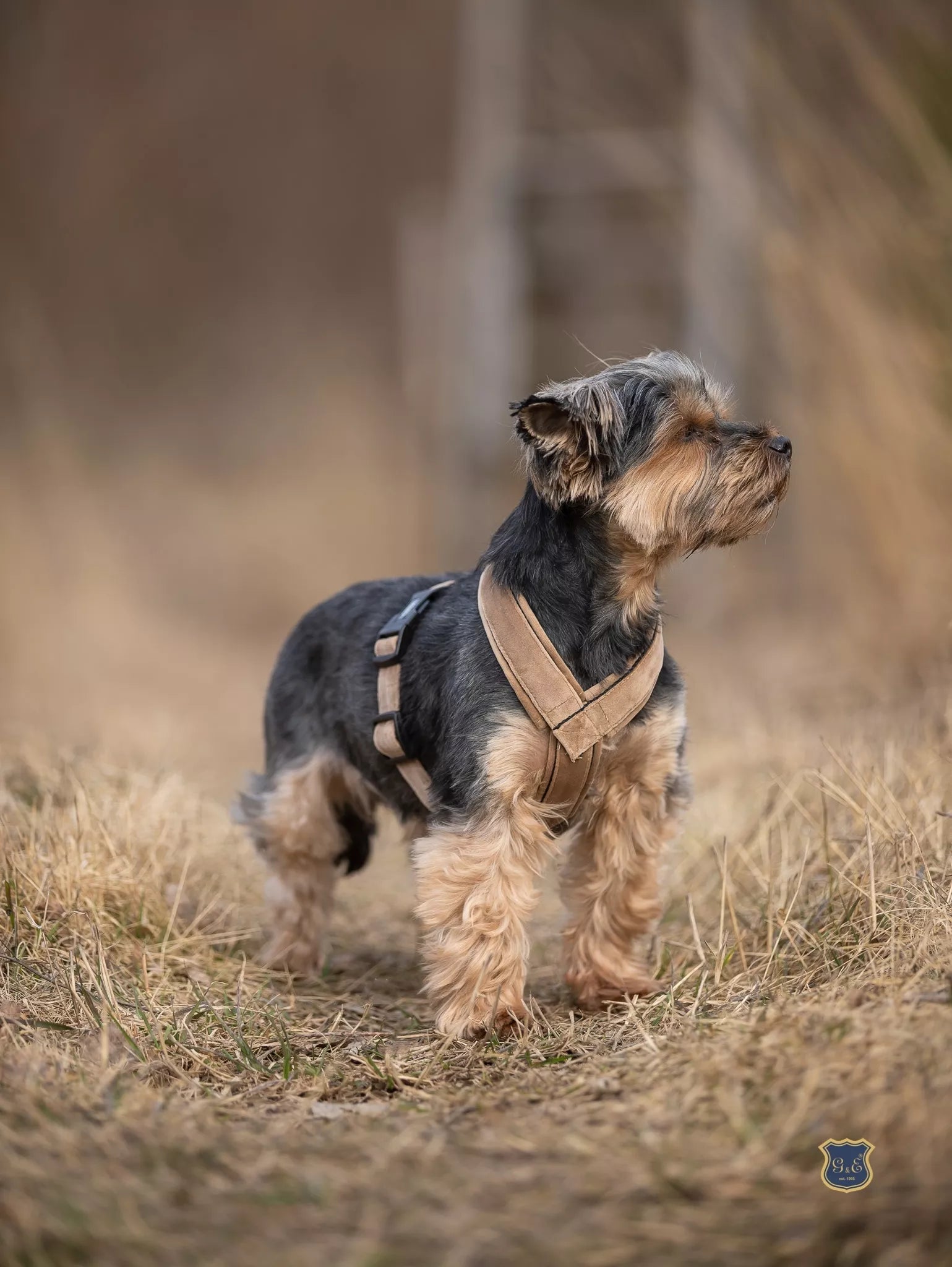 L Gustaf & Evita šunų petnešos