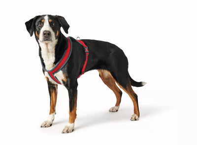 L Penešos Hunter 68114