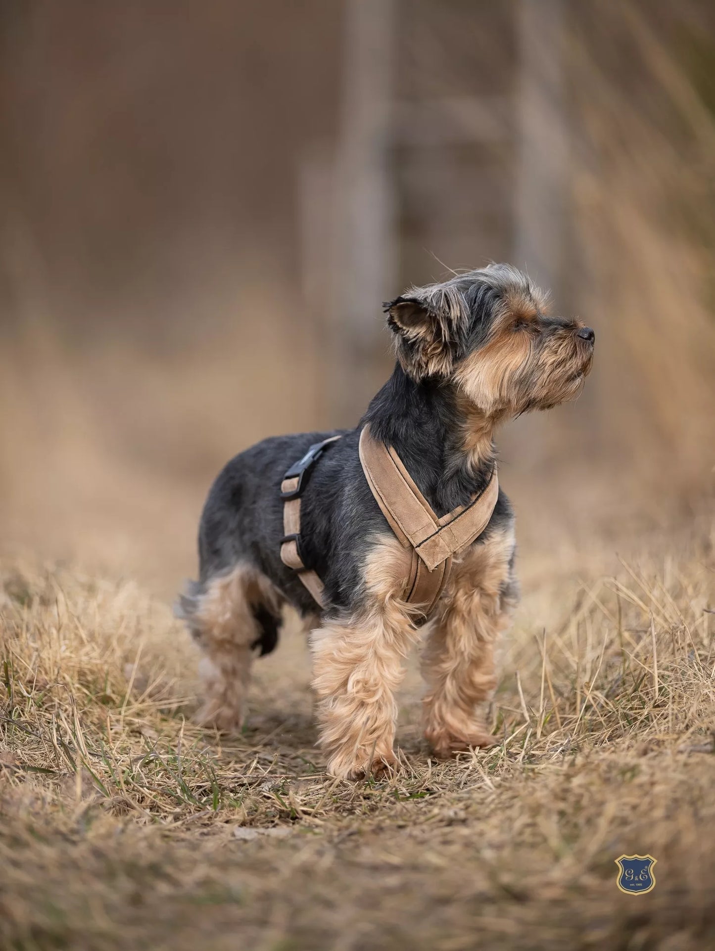 M Gustaf & Evita šunų petnešos