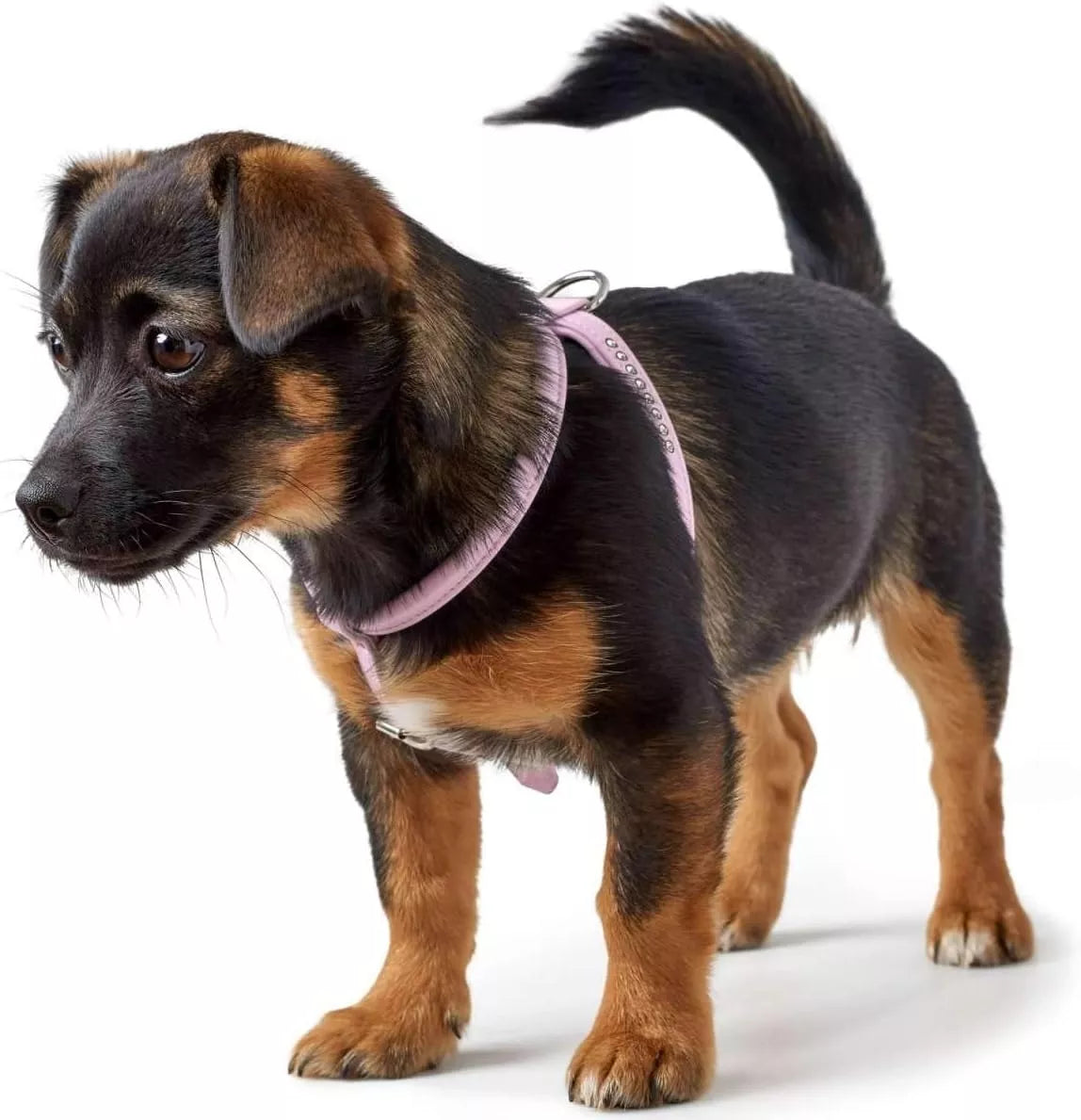 M-L Swarowski petnešos Hunter 99634