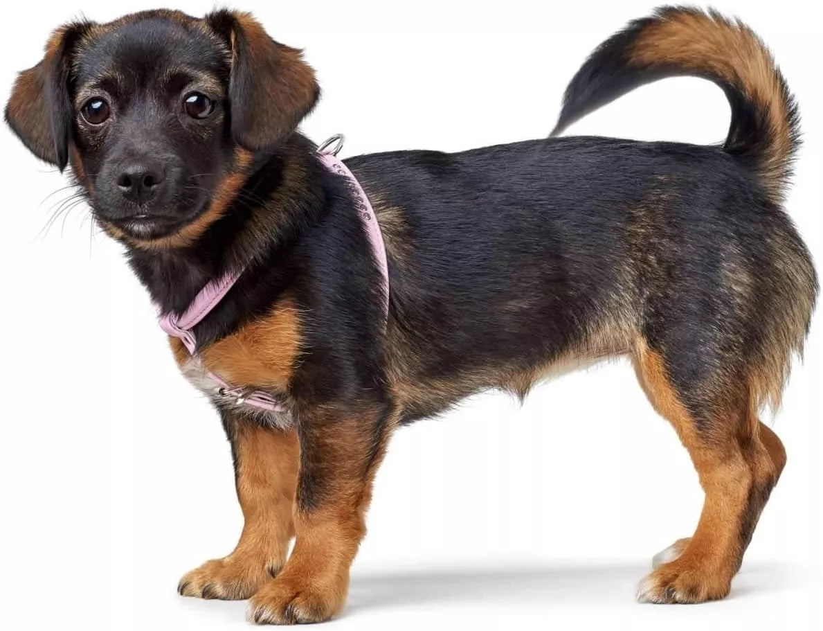 M-L Swarowski petnešos Hunter 99634