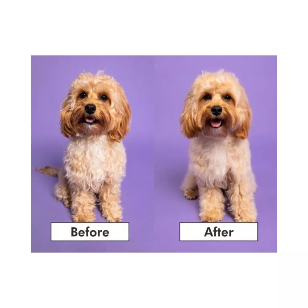 Pet Teezer plaukų šepetys gyvūnams Detangling&Dog Grooming Brush Small, violetinis