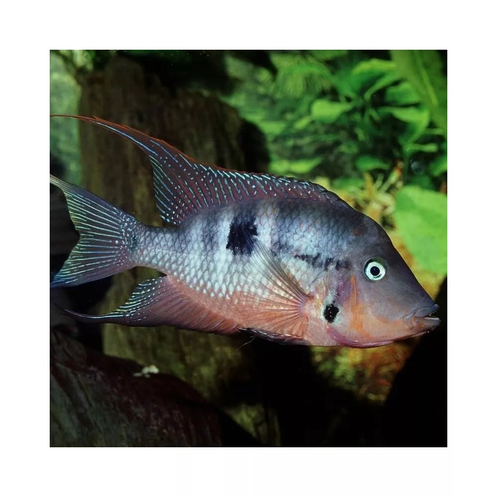 JBL ProNovo Cichlid Grano M pašaras žuvims 1000 ml