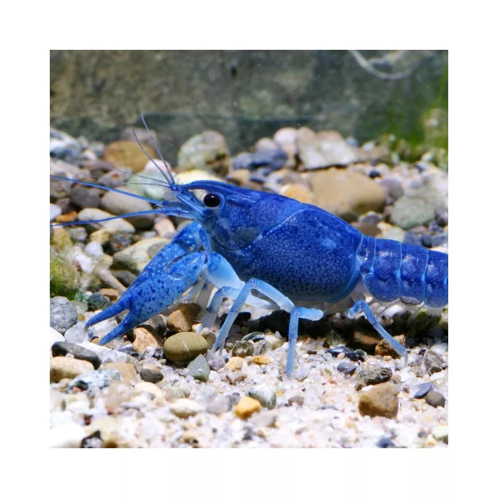 JBL ProNovo Crabs Wafer M pašaras krabams ir krevetėms 250 ml