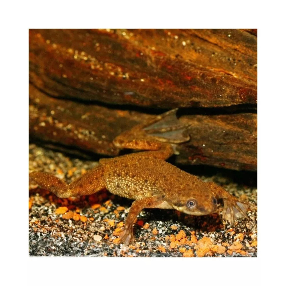 JBL ProNovo Lotl Grano M pašaras aksolotliams 250 ml