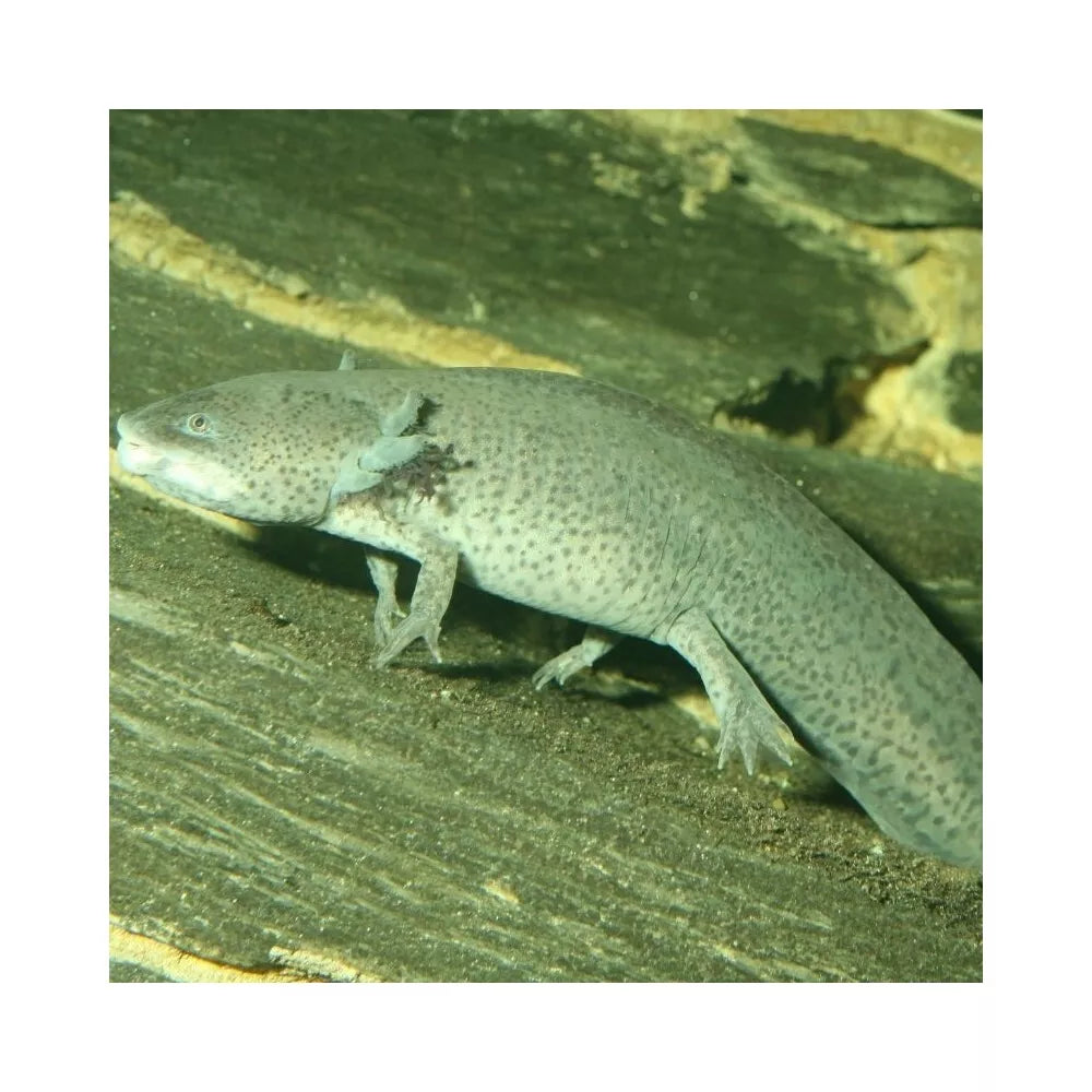 JBL ProNovo Lotl Grano M pašaras aksolotliams 250 ml