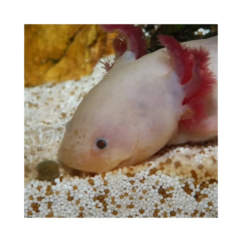 JBL ProNovo Lotl Grano M pašaras aksolotliams 250 ml