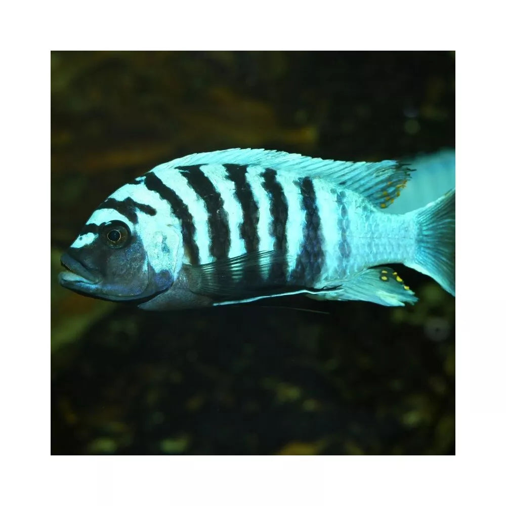 JBL ProNovo Malawi Flakes M pašaras žuvims 1000 ml