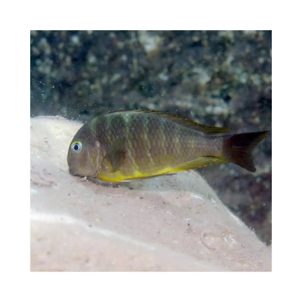 JBL ProNovo Malawi Flakes M pašaras žuvims 1000 ml