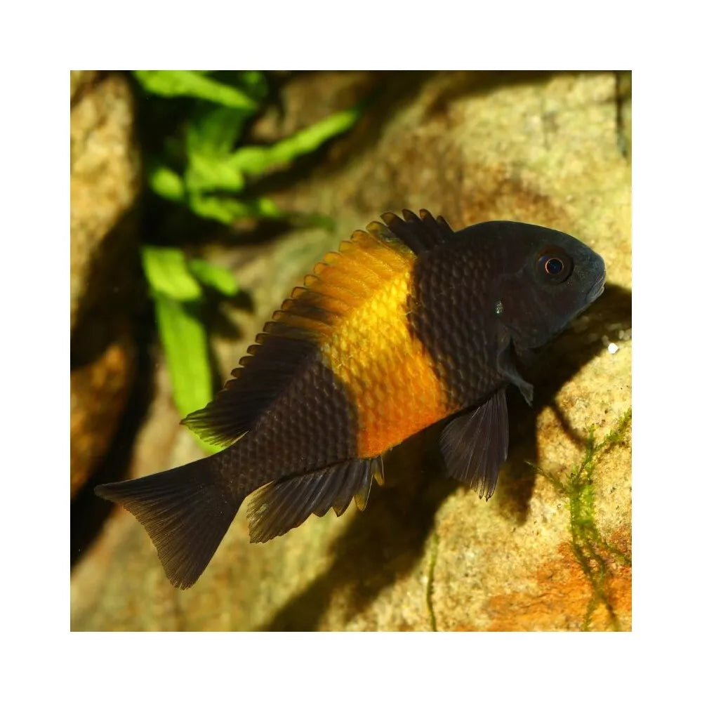 JBL ProNovo Malawi Flakes M pašaras žuvims 1000 ml